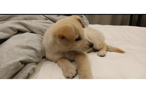 在广场丢失的公狗宝宝。他很干净...