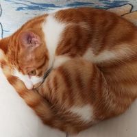 可爱橘猫寻找爱心收养