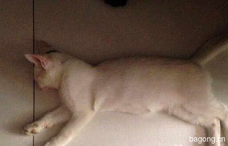 家里小猫太多了，实在养不了，所以给小猫寻找新的主人。1