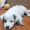 捡的小奶狗，求领养