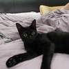 非常飒的小黑猫免费领养！