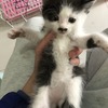 家中6个小猫找领养