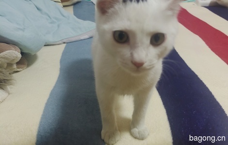 猫小弟找领养0