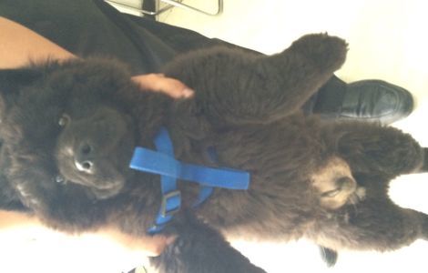 小黑熊犬，4月大，要搬家求领养1