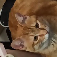 特别粘人的一直小橘猫，很活泼。喜欢趴键盘旁边睡觉。