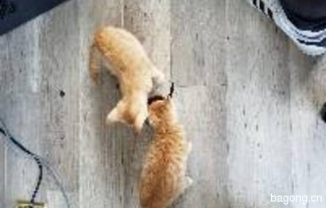 上海2只小橘猫求抱走5