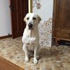 寻狗启示，拉布拉多犬，公，黄色...