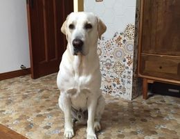 寻狗启示，拉布拉多犬，公，黄色...