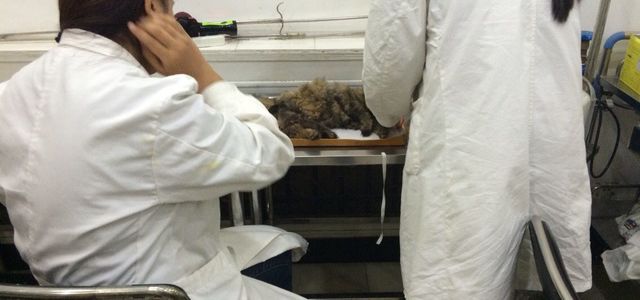 威利固德宠物医院1