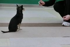 The DOG Square LOUIS0