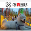 寻狗启示，萨摩耶，公，30斤重，...