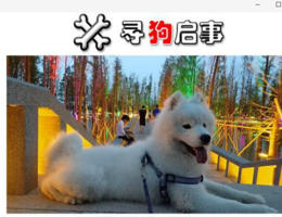 寻狗启示，萨摩耶，公，30斤重，...