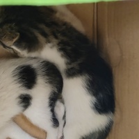 捡的两只小奶猫求领养