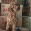 廊坊寻狗：河北省廊坊市永华道新...