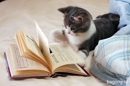 爱看书的猫猫