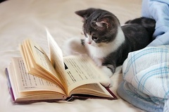 ：爱看书的猫猫