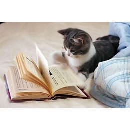 爱看书的猫猫