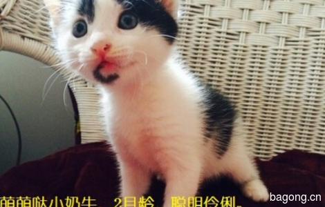 求助的小猫咪找长居上海人领养哦3