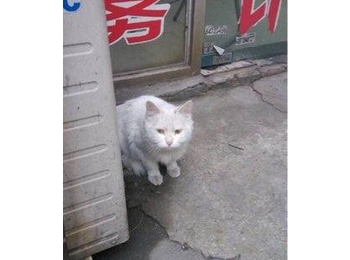 大白猫找领养