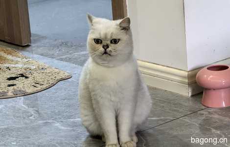 银渐层英短公猫寻有缘人0