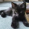 两个月小黑猫找领养