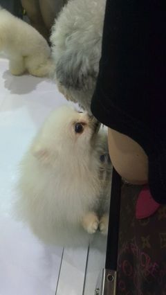 ：漂亮的小家伙喔