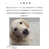 寻爱犬浅色金毛。八里桥市场走丢。