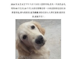 寻爱犬浅色金毛。八里桥市场走丢。