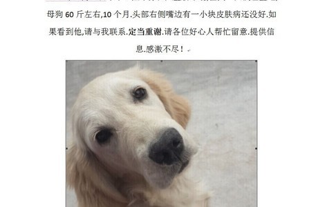 寻爱犬浅色金毛。八里桥市场走丢。