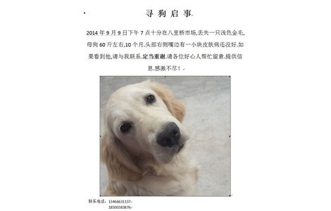 寻爱犬浅色金毛。八里桥市场走丢。