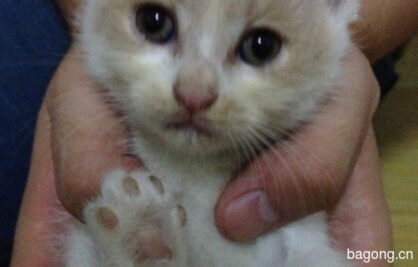 1个月大可爱小猫咪免费赠送1