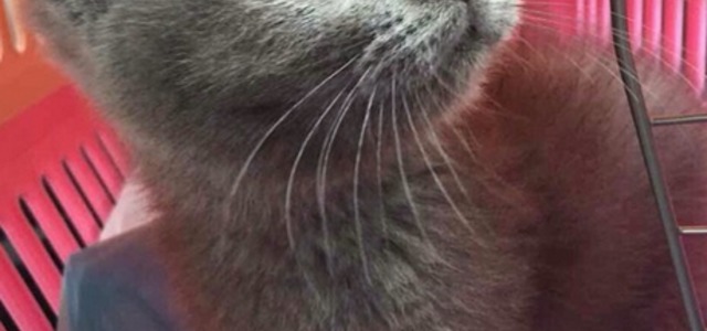 CFA猫狗宠物中心2
