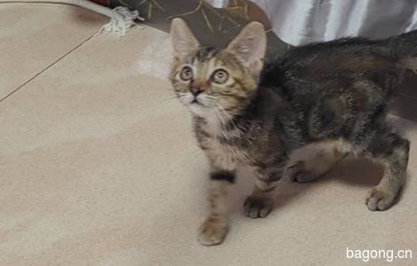 寻找真心喜欢猫咪有爱心的主人1