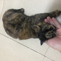 免费领养猫咪（仅自提）