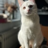 北京乖乖调皮的幸运开光白猫求领养