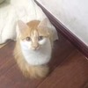 小白花猫走丢了
联系方式：1876...