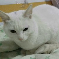 给两只猫猫找家,有爱心真心收养的人请联系