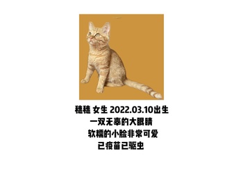 非常可爱的小猫咪求抱...