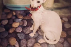 圣宠宠物4