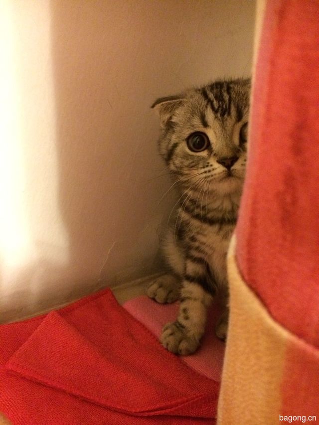 萌一个~~