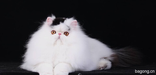 教您快速辨别猫星人品种！！！8