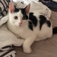 我有一只田园猫 公猫 三个月大 求爱猫人士领养
