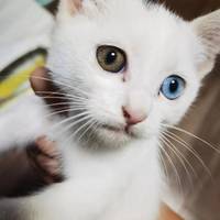 非常可爱的小白猫，等一个好心人领养
