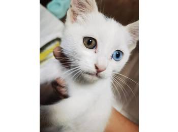 非常可爱的小白猫，等...