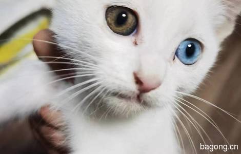 非常可爱的小白猫，等一个好心人领养0
