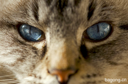 5-simple-cat-care-tips-for-their-necessities.jpg