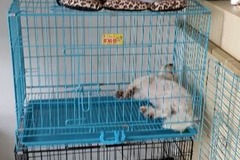 爱宠吧宠物店2
