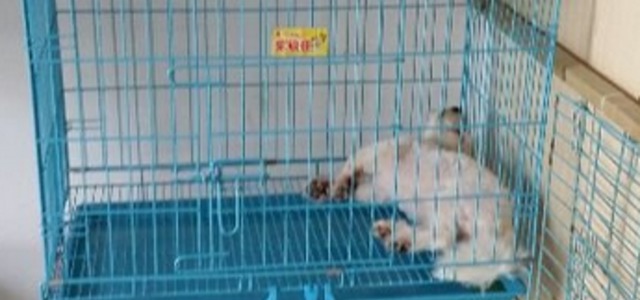 爱宠吧宠物店2