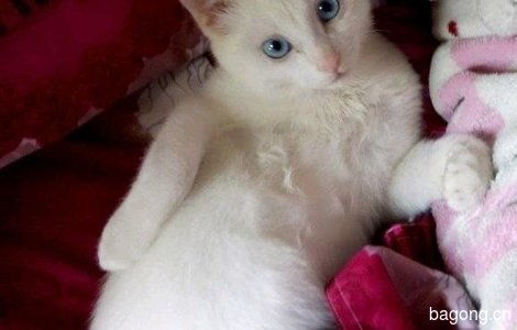 半年大的纯白猫咪！3