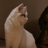 布偶猫成年领养